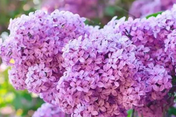 丁香花为什么叫鬼花，黑暗中观赏时像一团白色的鬼影