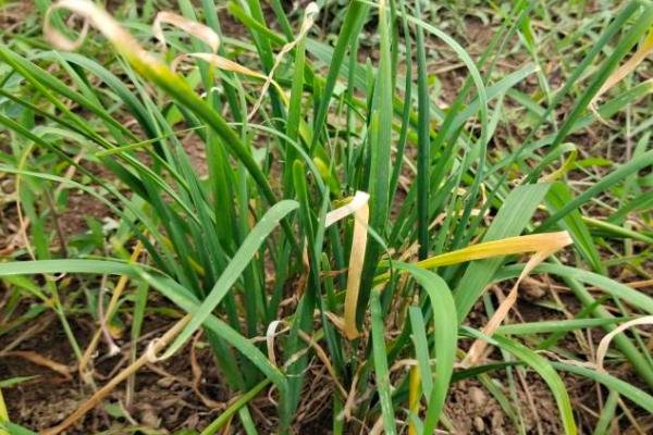 韭菜黄叶是什么原因,可能是浇水不当或施肥不当导致的