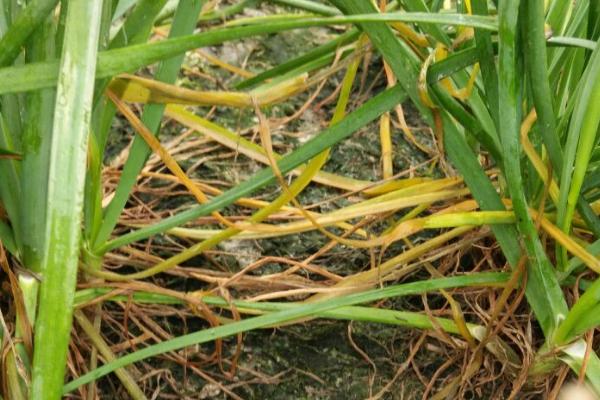 韭菜黄叶是什么原因,可能是浇水不当或施肥不当导致的