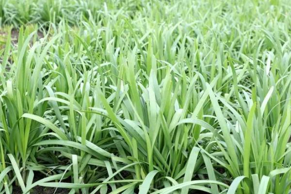 韭菜黄叶是什么原因,可能是浇水不当或施肥不当导致的