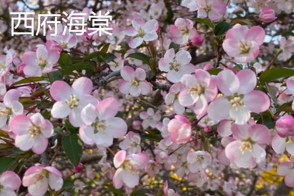 海棠树可以扦插繁殖吗，通常在春季4-5月份进行扦插