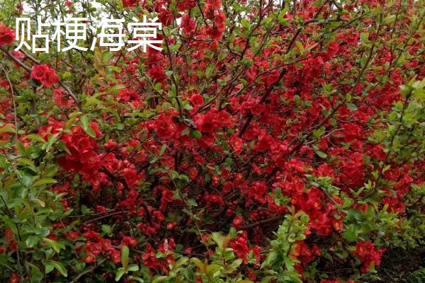 海棠树可以扦插繁殖吗，通常在春季4-5月份进行扦插