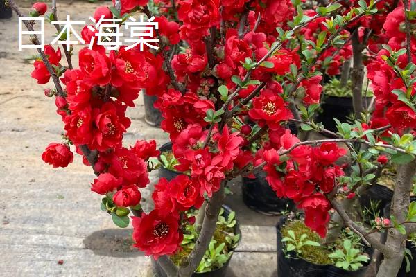 海棠树可以扦插繁殖吗，通常在春季4-5月份进行扦插