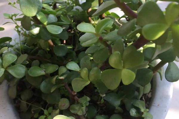 树马齿苋的养殖方法,生长过程中需要充足的阳光