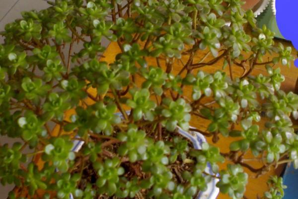 树马齿苋的养殖方法,生长过程中需要充足的阳光