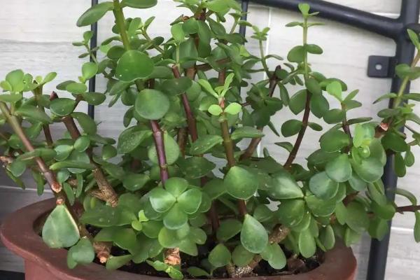 树马齿苋的养殖方法,生长过程中需要充足的阳光