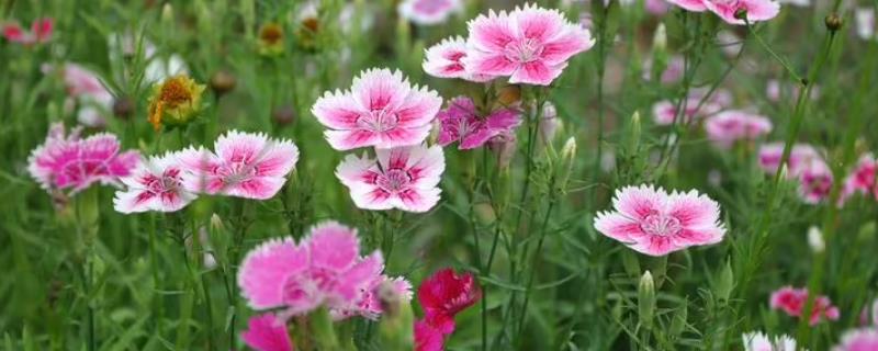 石竹一年的开花次数，温室养殖1年可开花2-3次
