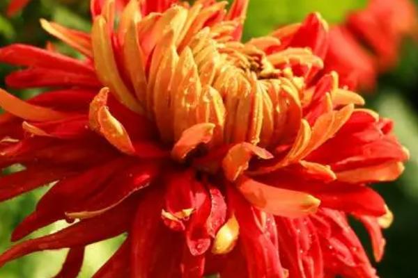 菊花是否每天都要浇水，通常不需要每日提供水分