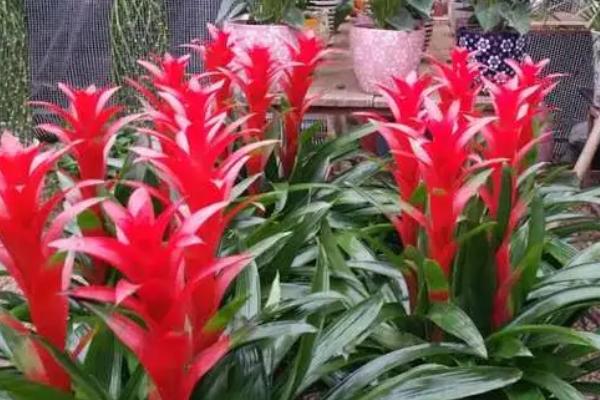 鸿运当头的养殖方法,选择微酸且排水性好的土壤为佳