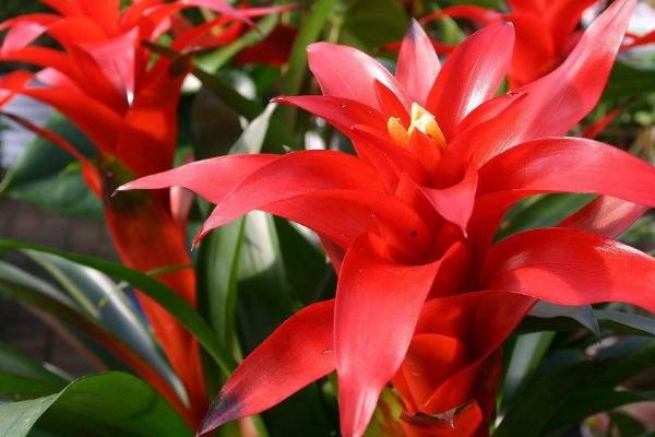 鸿运当头的养殖方法,选择微酸且排水性好的土壤为佳