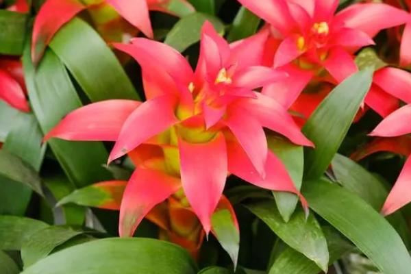 鸿运当头的养殖方法,选择微酸且排水性好的土壤为佳