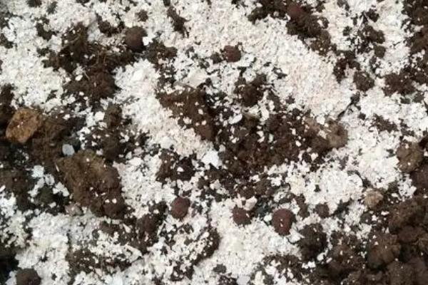 蚕豆壳怎么作为花肥使用，放入装有淘米水的容器中发酵即可