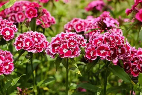 石竹花谢了怎么处理，需要对植株进行适当的修剪