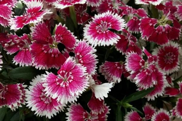 石竹花谢了怎么处理，需要对植株进行适当的修剪