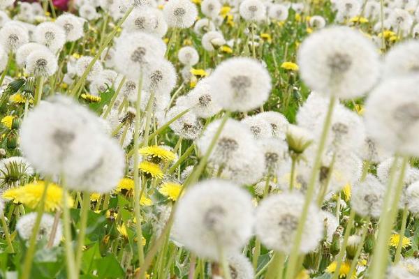 蒲公英的种植方法,要经常浇水