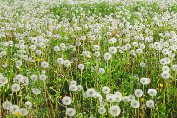 蒲公英的种植方法,要经常浇水