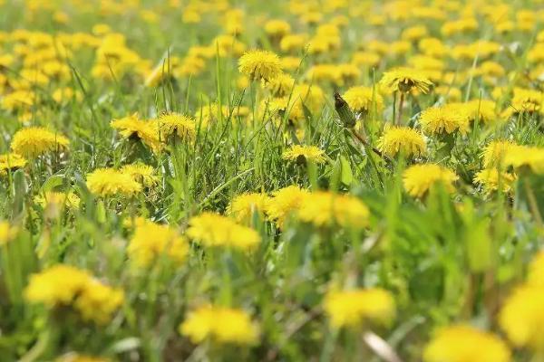 蒲公英的种植方法,要经常浇水