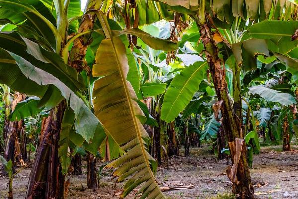 北方香蕉树如何过冬，冬季之前要做好防风保暖措施