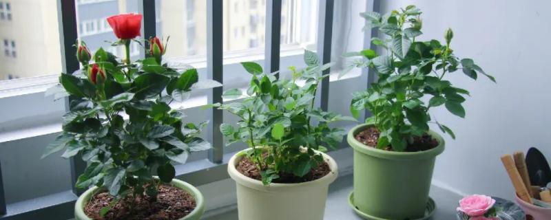 月季冬剪后要不要浇水，冬剪后不要浇水