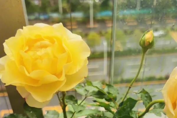 黄色月季的花语,寓意青春气息、友谊长青等