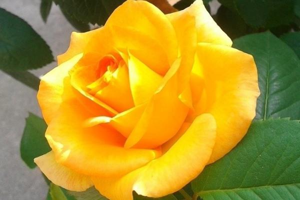 黄色月季的花语,寓意青春气息、友谊长青等