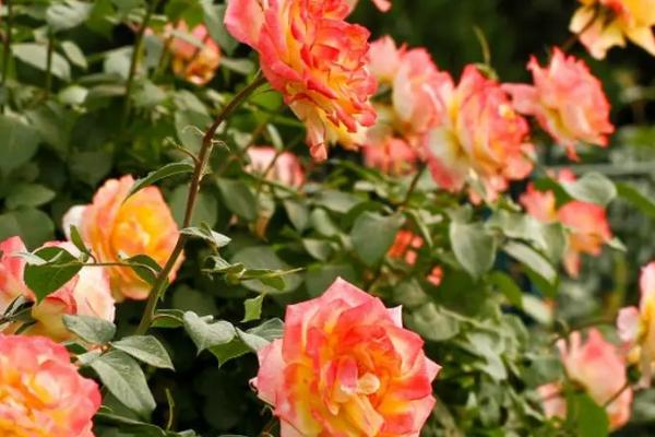 黄色月季的花语,寓意青春气息、友谊长青等