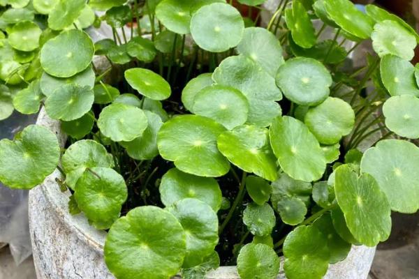 铜钱草剃头在什么季节，一般选择秋冬季剃头