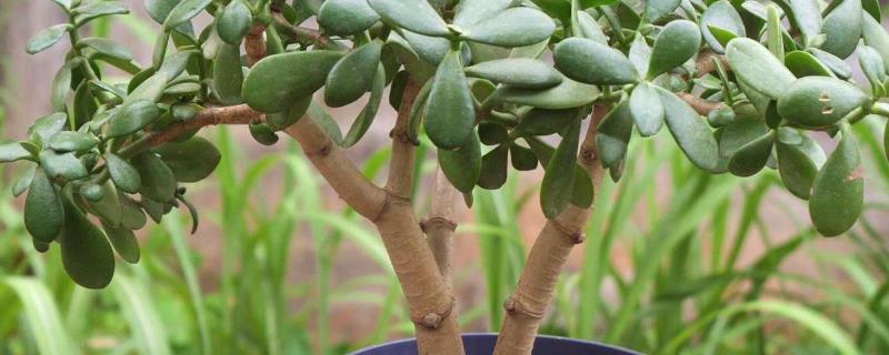 玉树的养殖方法,将它养殖在全光的环境中