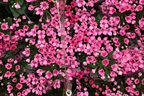 寒丁子花一年开几次，一年开2次