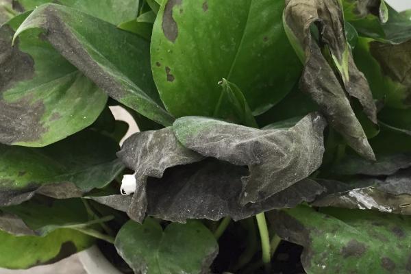 绿萝叶子发黑腐烂的原因，可能是浇水过勤或施肥过多等