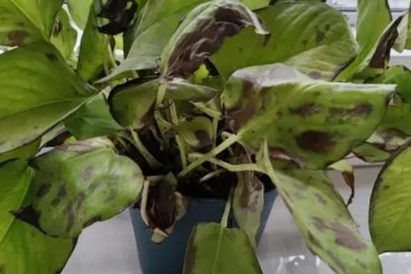 绿萝叶子发黑腐烂的原因，可能是浇水过勤或施肥过多等