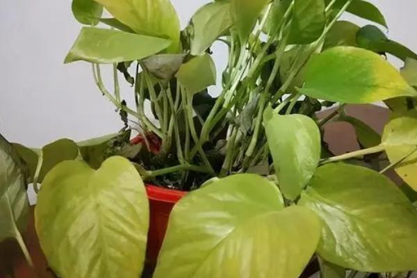 绿萝叶子发黑腐烂的原因，可能是浇水过勤或施肥过多等