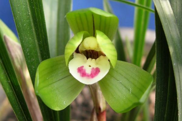 春兰花的养殖方法，除夏天外需要全天接受光照