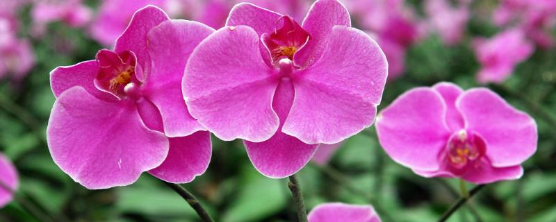 蝴蝶兰的繁殖方法，可播种、花梗、组培或切茎繁殖