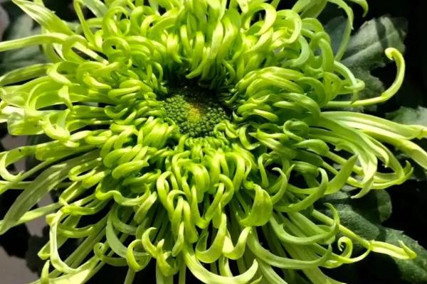 绿菊花的养殖方法,夏季要经常朝植株周围喷水