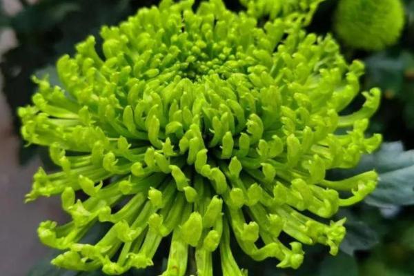 绿菊花的养殖方法,夏季要经常朝植株周围喷水