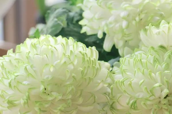 绿菊花的养殖方法,夏季要经常朝植株周围喷水