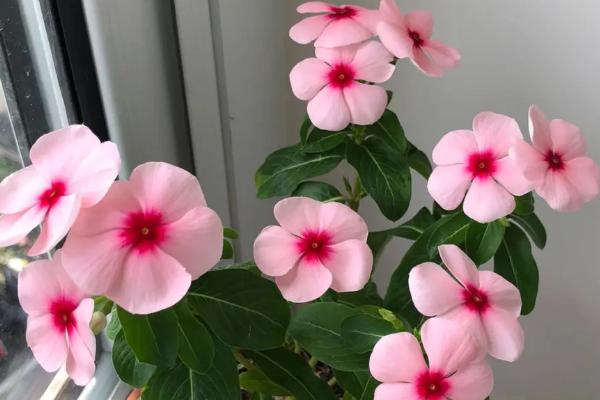 长春花怎么养护，适宜生长在温暖的环境中