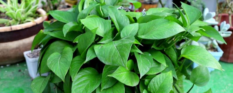 西南地区为什么不能养花，能养花但不适合养不耐水涝、喜干燥环境的花卉