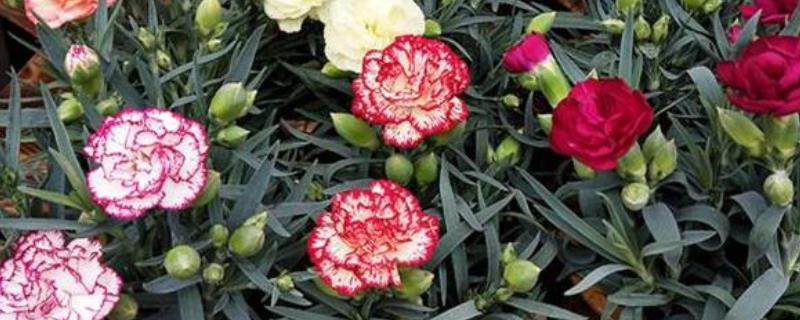 康乃馨花香浓郁吗,花香较淡