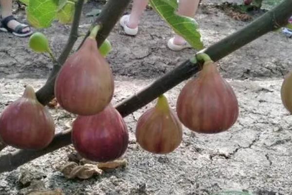 无花果会开花吗，属于隐花植物不会开花