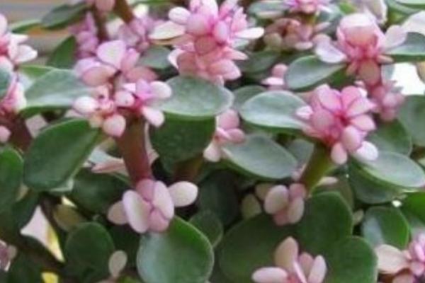 金枝玉叶会开花吗，每年的5-8月份都会开花