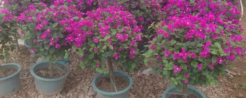 夏季三角梅怎样控水,盆土完全干燥后再喷水