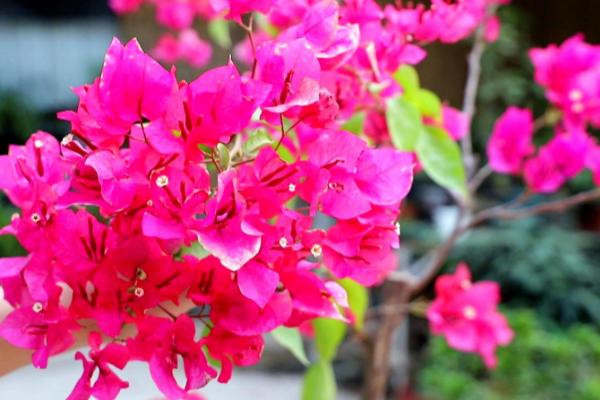 夏季三角梅怎样控水，盆土完全干燥后再喷水