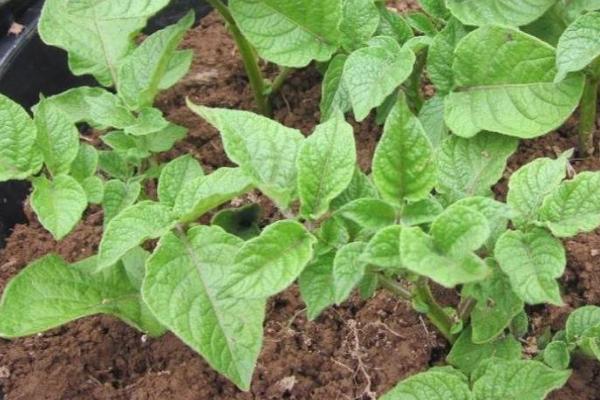 土豆养花法,常用以下四种方法