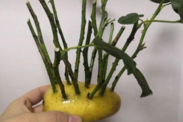 土豆养花法,常用以下四种方法