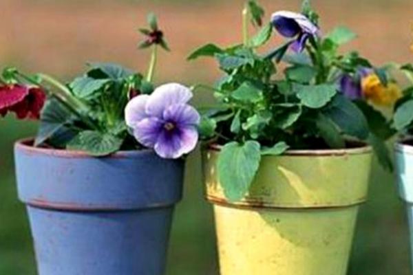 土豆养花法,常用以下四种方法