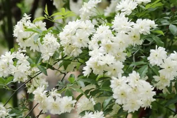 木香花的牵引方法，可提供花柱供其攀爬