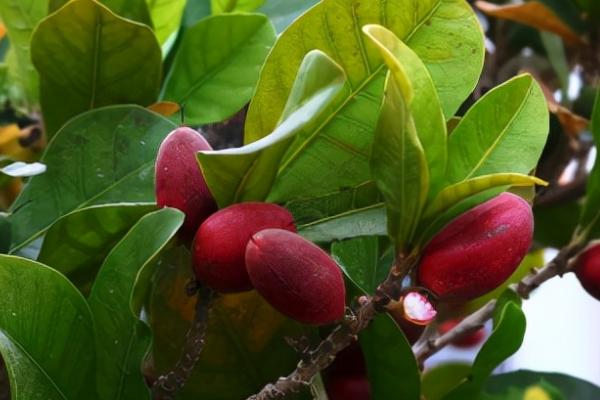 神秘果是什么，是一种可食用水果