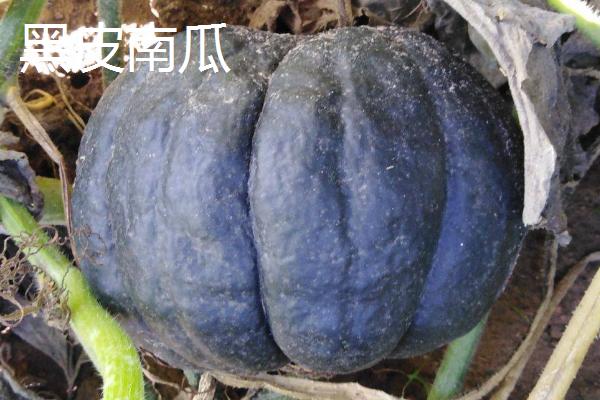 南瓜的品种，品种众多各具特色